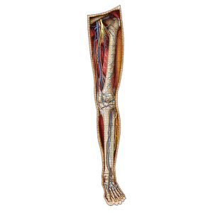 Puzzle: Left Leg Anatomy Jigsaw Puzzle | Dr Livingston's Unique Shaped Science Puzzles, Accurate Medical Illustrations of the Body, Thighs, Knees, Calves and Feet