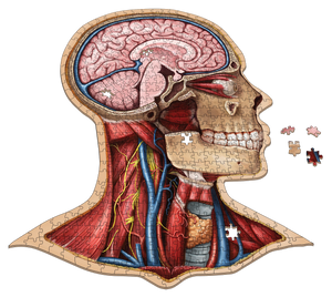 Puzzle: Human Head Anatomy Jigsaw Puzzle | Dr Livingston's Unique Shaped Science Puzzles, Accurate Medical Illustrations of the Body, Organs, Brain, Skull