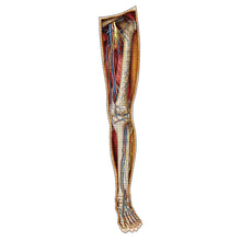 Load image into Gallery viewer, Puzzle: Left Leg Anatomy Jigsaw Puzzle | Dr Livingston&#39;s Unique Shaped Science Puzzles, Accurate Medical Illustrations of the Body, Thighs, Knees, Calves and Feet