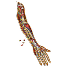 Load image into Gallery viewer, Puzzle: Left Arm Anatomy Jigsaw Puzzle | Dr Livingston&#39;s Unique Shaped Science Puzzles, Accurate Medical Illustrations of the Body, Biceps, Elbow, Wrists and Hands