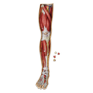 Puzzle: Right Leg Anatomy Jigsaw Puzzle | Dr Livingston's Unique Shaped Science Puzzles, Accurate Medical Illustrations of the Body, Thighs, Knees, Calves and Feet