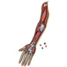 Load image into Gallery viewer, Puzzle: Right Arm Anatomy Jigsaw Puzzle | Dr Livingston&#39;s Unique Shaped Science Puzzles, Accurate Medical Illustrations of the Body, Biceps, Elbow, Wrists and Hands